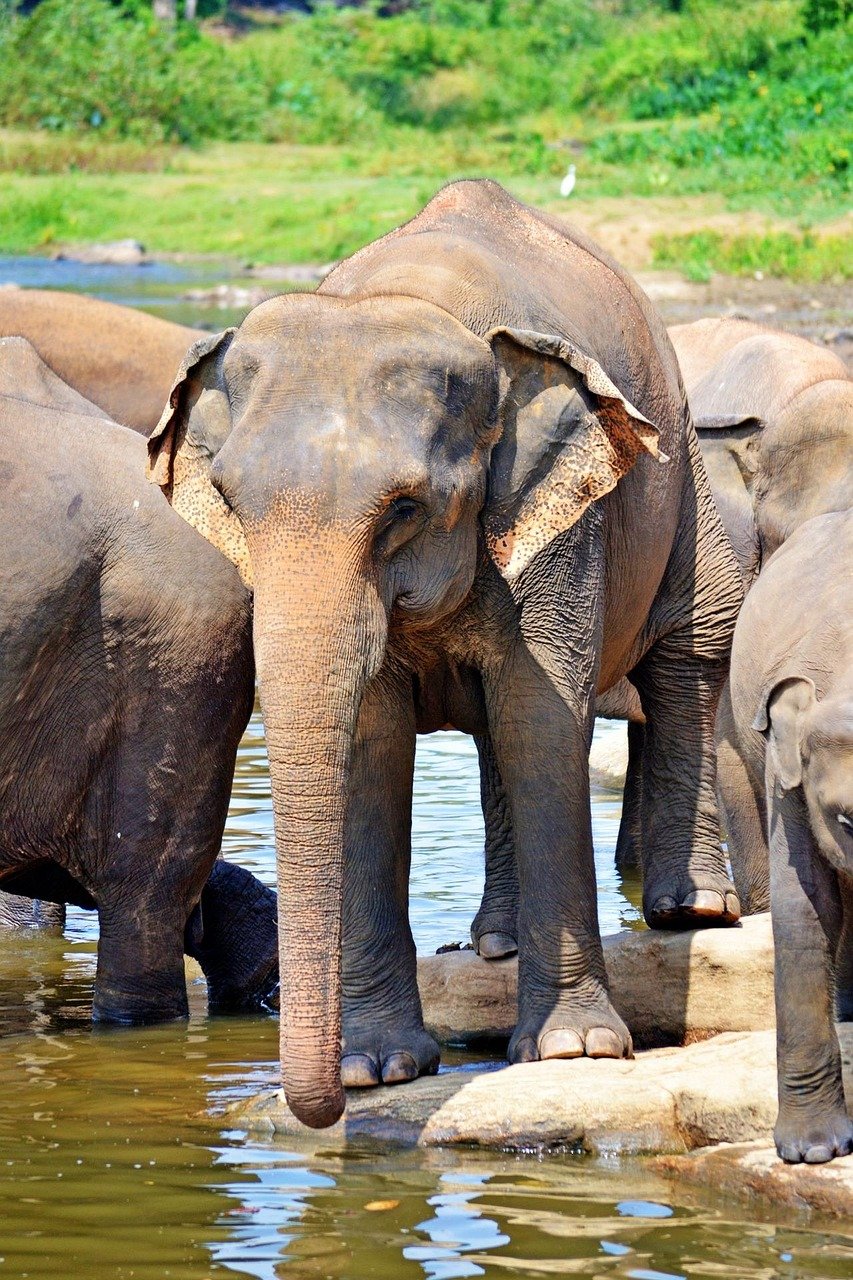 elephants, bath, sun bath, river bath, river, maha oya river, sri lanka, pinnawala, ceylon, elephant orphanage, sri lanka, sri lanka, sri lanka, sri lanka, sri lanka, pinnawala, pinnawala, pinnawala, pinnawala