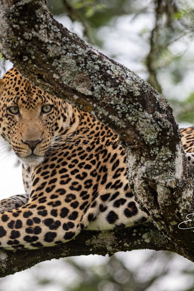 Close-up of a powerful Sri Lankan Leopard lounging on a tree in the wild.